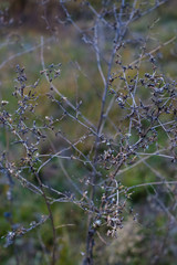 Autumn flowers and grasses. Dry autumn plants