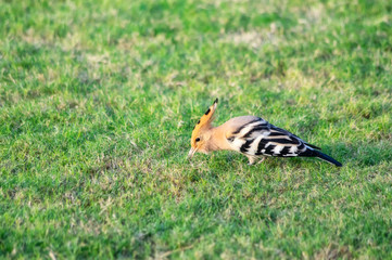 Hoopoe.