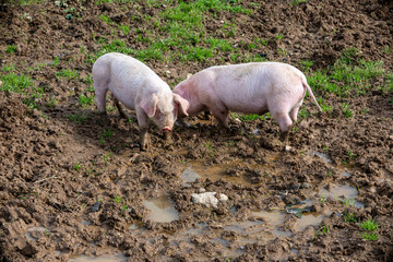 Piglets looking for food and playing in the mud