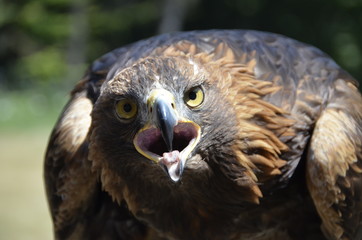 Vogel