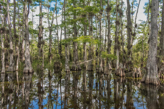 Scenic drive Cypress National Preserve, Florida