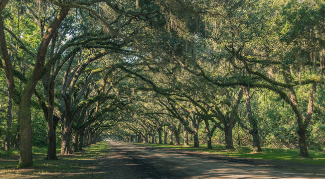 Wormsloe Oak Plantation, Savannah, Georgia, USA