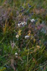Autumn flowers and grasses. Dry autumn plants