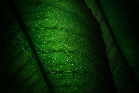 Details of green leaves from a lemon tree