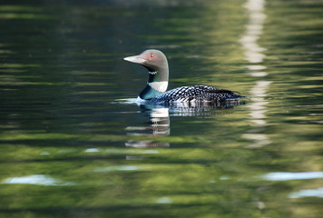 Loon with iridescence color