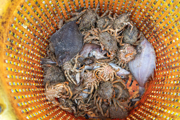 rejected catch in plastic bucket