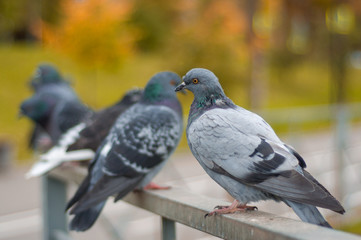 Gray pigeons sitting in a row on a fence against the backdrop of an autumn landscape