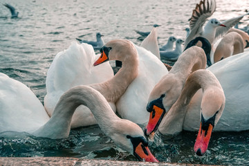 A group of swans and birds swimming in a lake