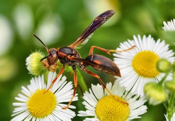 Paper Wasp