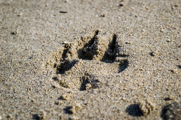 Dog paw print in the sand on the bank of the Danube River