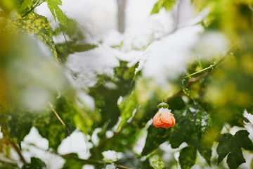Snow covering branches of tree with flower buds