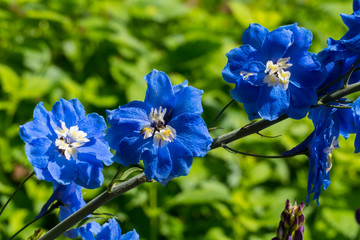 blau lila Rittersporn Bl&uuml;te Rispe im Garten