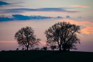 Cows on the top of the hill grazing, silhouetted by sunset