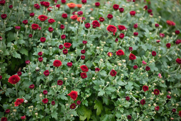 Fototapeta premium beautiful flowers