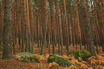 Pines and rocks with moss in the forest