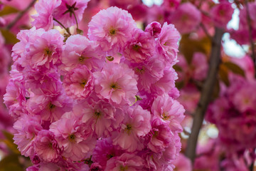 Pink sakura flower blossom in spring time with Soft focus, over blue sky. Sunlight natural background with copy space.