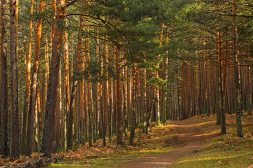 Fototapeta premium Road between the pines between light and shadows