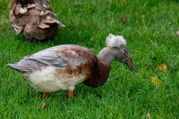 Indian running duck eating grass