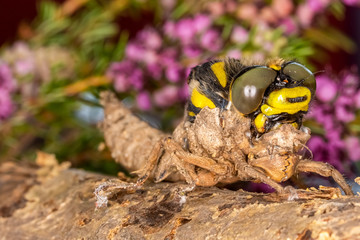 Emerging dragonfly