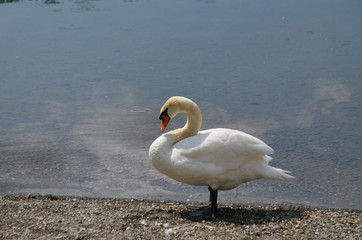 Schwan am See