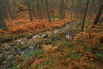 Stream with little water inside the forest in autumn