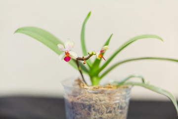 Beautiful rare orchid in pot on blurred background