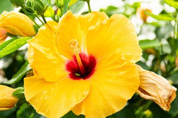 yellow flower in focus with stamen filled with pollen 