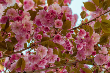 Pink sakura flower blossom in spring time with Soft focus, over blue sky. Sunlight natural background with copy space.