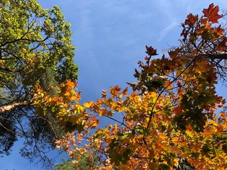 Trees in the autumn forest against the blue sky. Branches of coniferous and deciduous trees in sunny weather. Golden autumn in nature.
