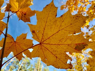 Yellow maple leaves in the autumn forest against the sky. Part of a tree with yellowed leaves in the park. Golden autumn in nature.