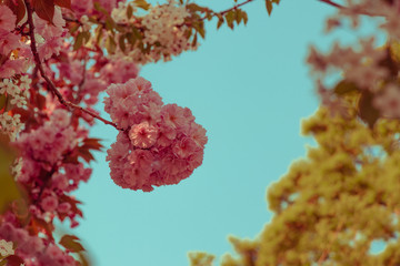 Pink sakura flower blossom in spring time with Soft focus, over blue sky. Sunlight natural background with copy space.