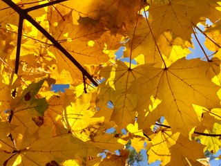 Yellow maple leaves in the autumn forest against the sky. Part of a tree with yellowed leaves in the park. Golden autumn in nature.