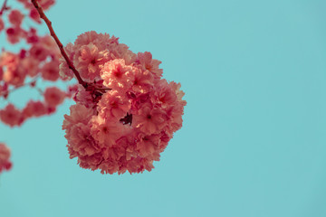Fototapeta premium Pink sakura flower blossom in spring time with Soft focus, over blue sky. Sunlight natural background with copy space.