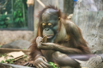 BORNEAN ORANGUTAN Baby. Young PONGO PYGMAEUS PYGMAEUS infant monkey. Playing, eating, foraging without parent. Isolated baby monkey. Small colorful orangutan