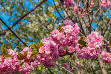 Pink sakura flower blossom in spring time with Soft focus, over blue sky. Sunlight natural background with copy space.