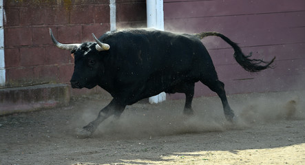 bull in spain