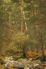 Tree in autumn surrounded by wild pine trees in the forest