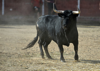 toro español en plaza  de toros