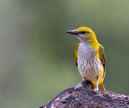 Golden oriole female in natural habitat , oriolus oriolus,
