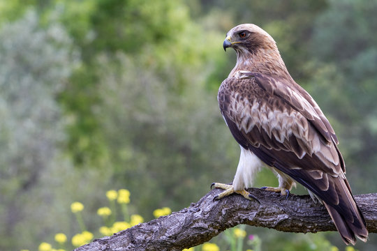 Booted eagle hieraaetus pennatus in the nature, Spain