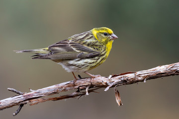 Serin , serinus serinus, male perched on a branch, leon, Spain, Europe