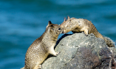 Naklejka premium Two California ground squirrels kissing nose to nose.