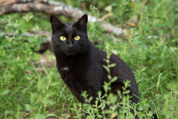 Naklejka na ściany i meble Beautiful bombay black cat portrait in green grass. Outdoors, nature 