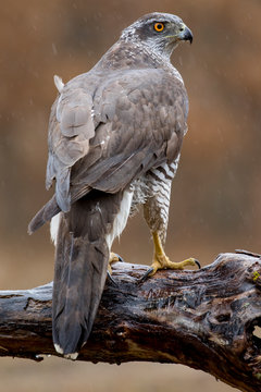 Northern azor accipiter gentilis, perched on its perch, Spain