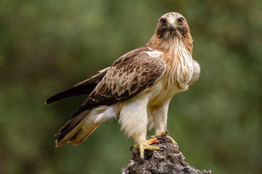 Booted eagle hieraaetus pennatus in the nature, Spain