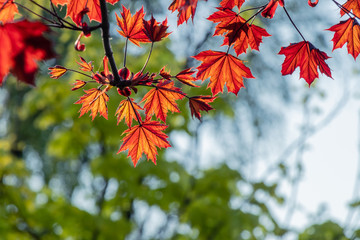 Colorful red maple leaf spring morning blurred background. Sunlight natural background with copy space.