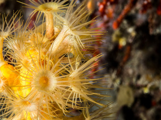 Parazoanthus axinellae yellow anemone underwater