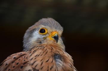 Vogel