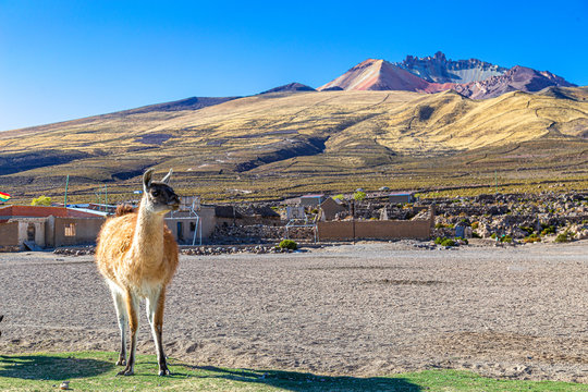 a vicu&ntilde;a in tunupa volcano in uyuni salt flat
