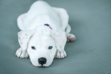 Obraz premium White puppy laying down on a grey floor